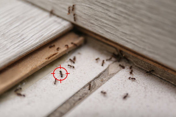 Best Emergency Pest Control  in Forest Park, GA