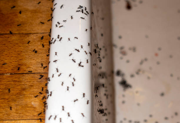 Best Emergency Pest Control  in Forest Park, GA