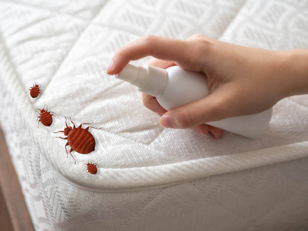Best Affordable Pest Control Services  in Forest Park, GA