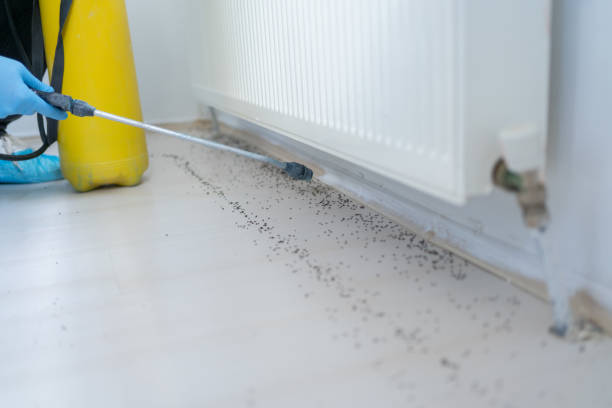 Best Wasp Removal Services  in Forest Park, GA