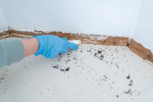 Best Bed Bug Extermination  in Forest Park, GA